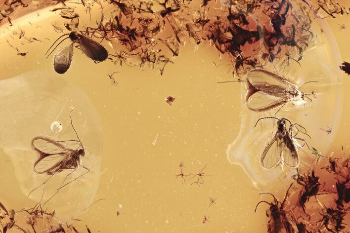 Six Fossil Dark-Winged Fungus Gnats (Sciaridae) In Baltic Amber #284641